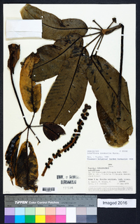 Schefflera inambarica image
