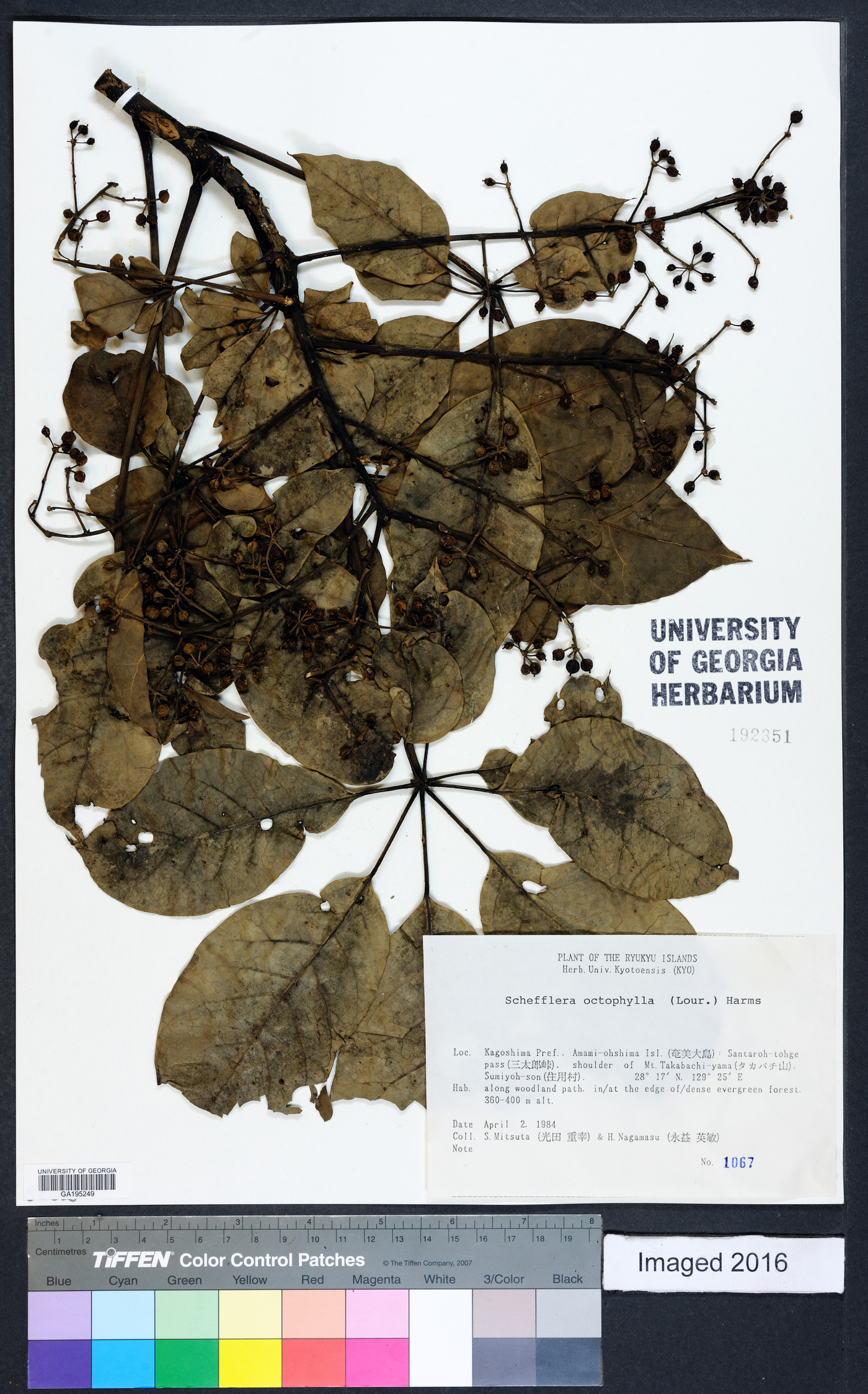 Schefflera heptaphylla image