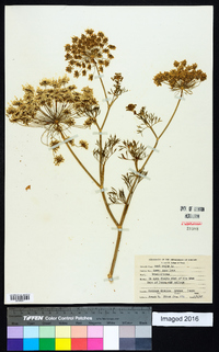 Ammi majus image