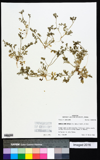 Ammoselinum butleri image