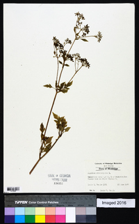 Angelica atropurpurea image