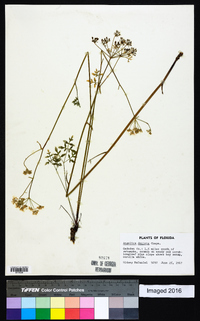 Angelica dentata image