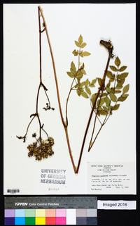 Angelica venenosa image