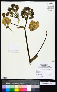 Angelica tomentosa image