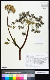 Angelica genuflexa image