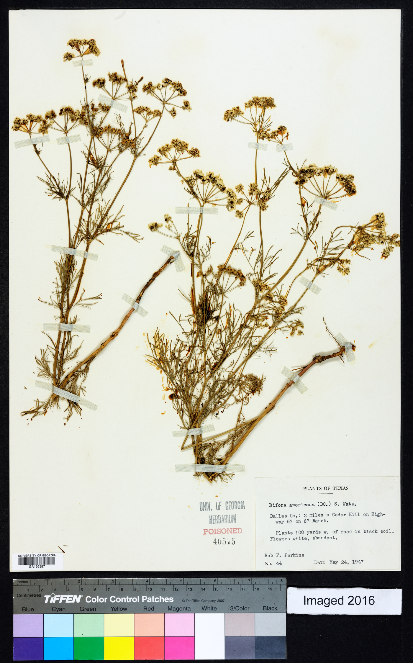 Bifora americana image