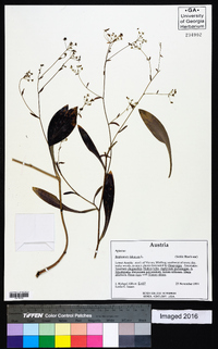 Bupleurum falcatum image