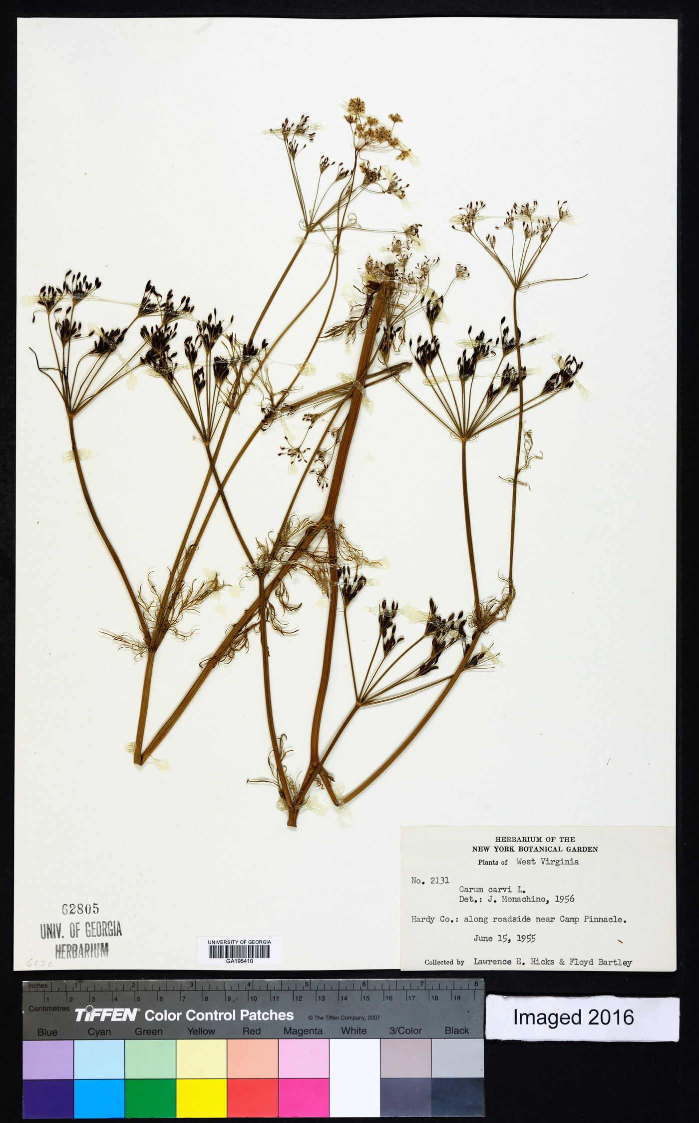 Bupleurum rotundifolium image