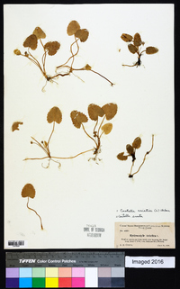 Centella asiatica image