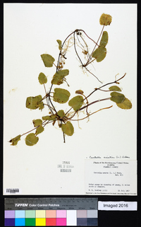 Centella asiatica image