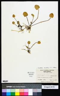 Centella asiatica image