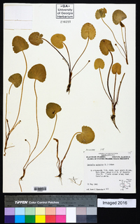 Centella asiatica image