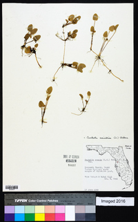 Centella asiatica image