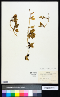 Centella asiatica image