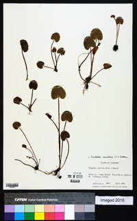 Centella asiatica image