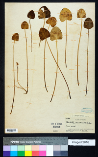 Centella asiatica image