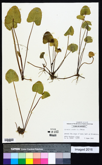 Centella asiatica image