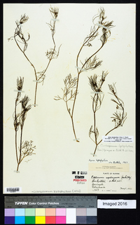 Cyclospermum leptophyllum image