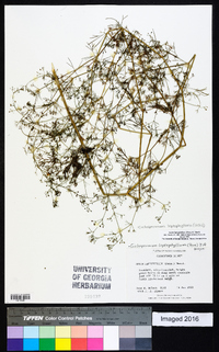 Cyclospermum leptophyllum image