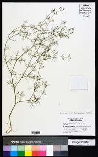 Cyclospermum leptophyllum image