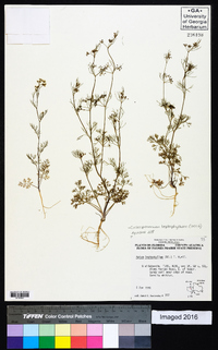 Cyclospermum leptophyllum image