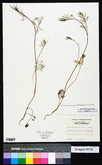 Cyclospermum leptophyllum image