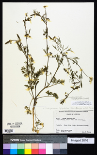 Cyclospermum leptophyllum image