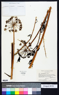 Cicuta maculata var. bolanderi image