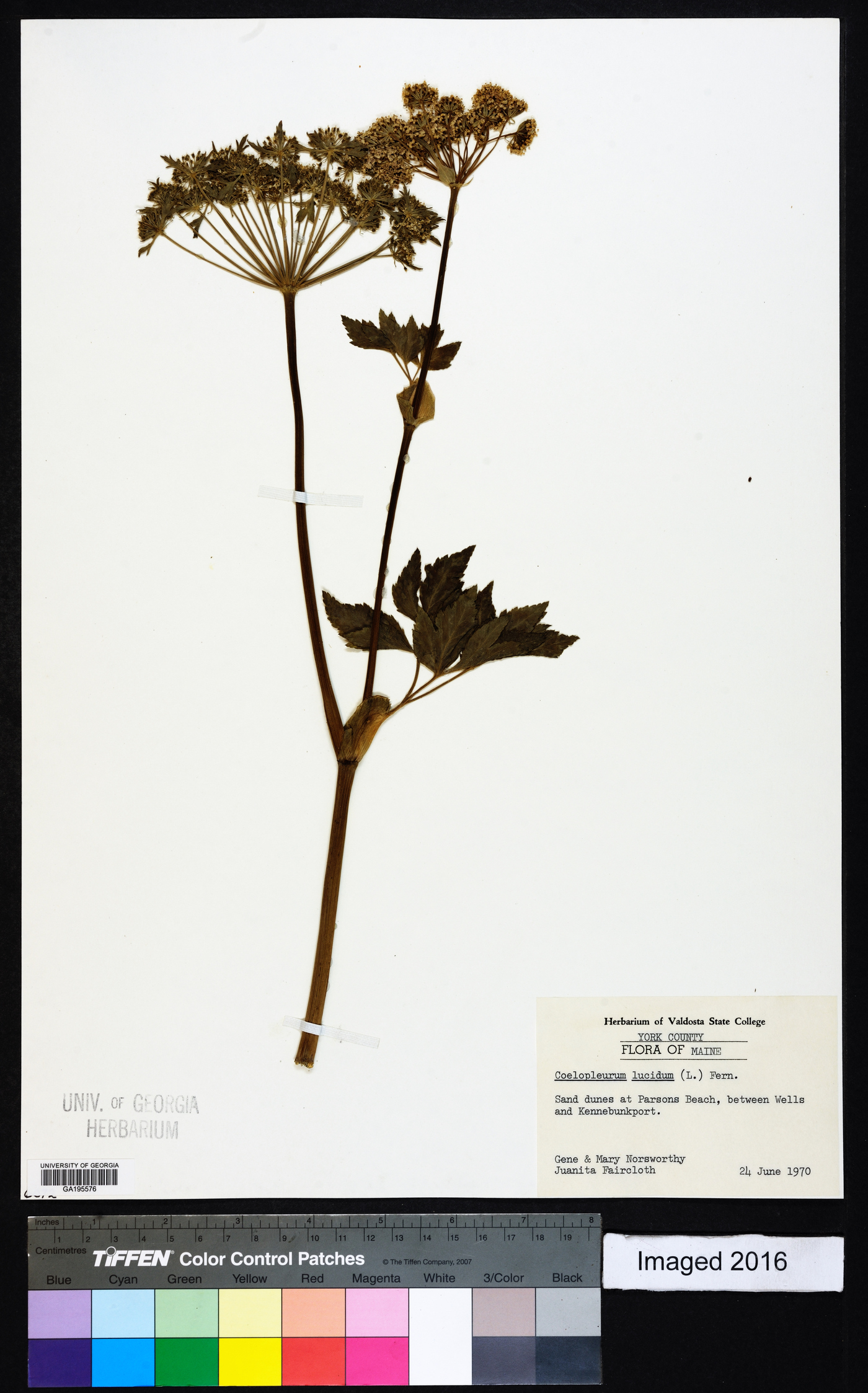 Angelica lucida image