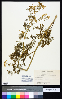 Conium maculatum image