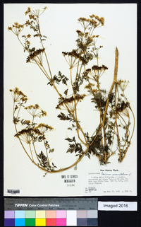 Conium maculatum image