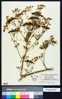 Conium maculatum image