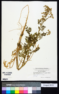 Conium maculatum image