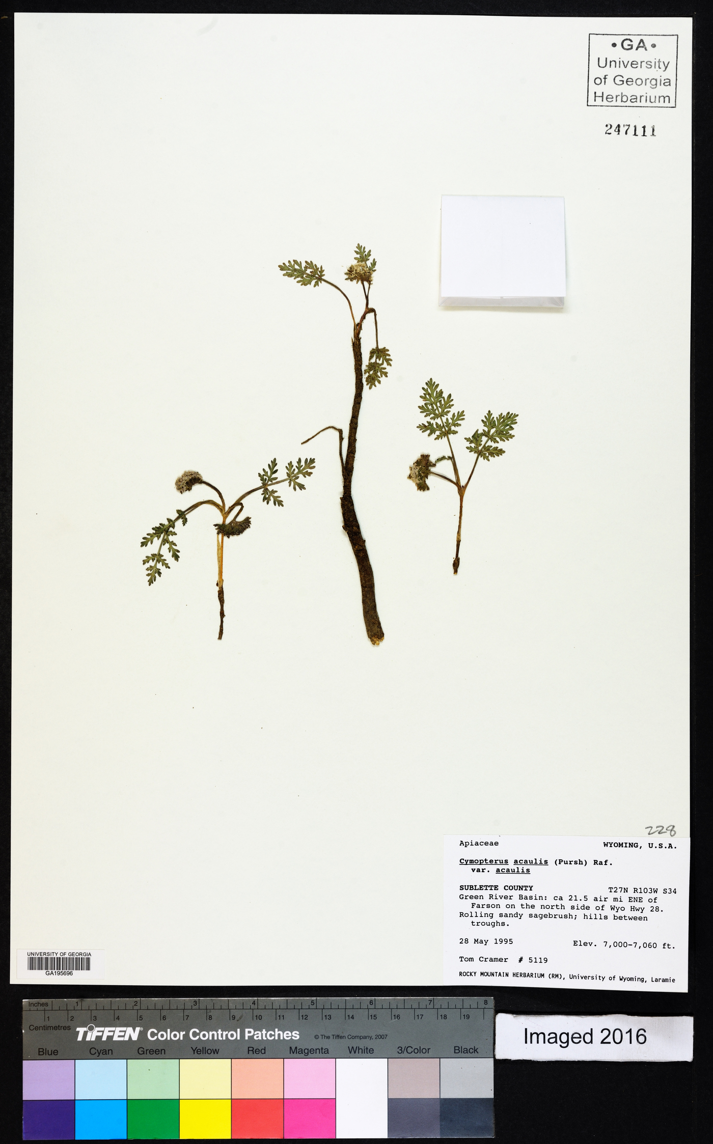 Cymopterus acaulis image