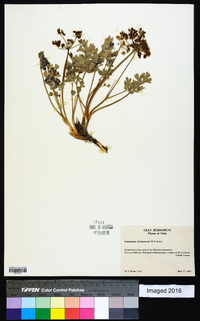 Cymopterus duchesnensis image