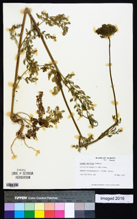 Daucus pusillus image