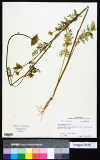 Daucus pusillus image