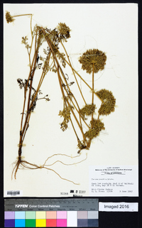 Daucus pusillus image