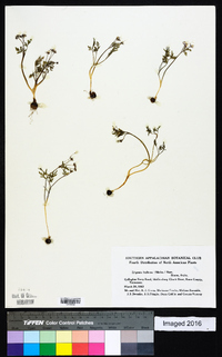 Erigenia bulbosa image