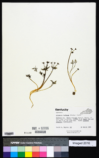 Erigenia bulbosa image