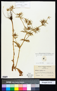 Eryngium hookeri image