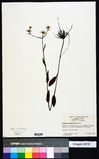 Eryngium integrifolium image