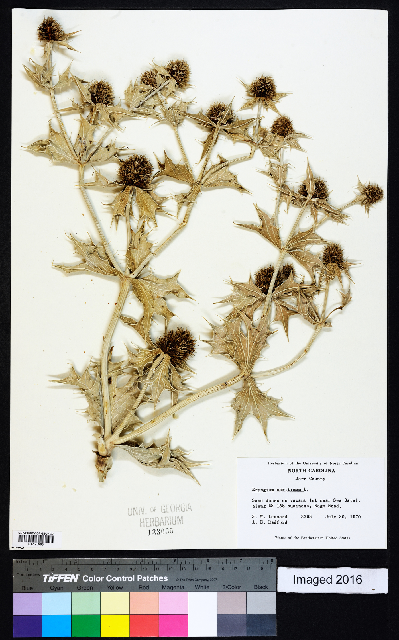 Eryngium maritimum image