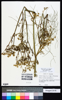 Foeniculum vulgare image