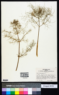 Foeniculum vulgare image