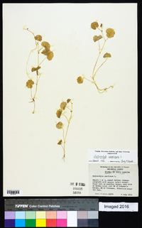 Hydrocotyle americana image