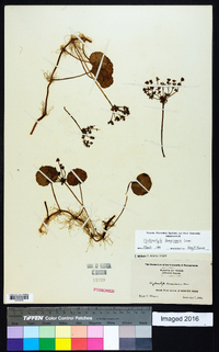 Hydrocotyle bonariensis image