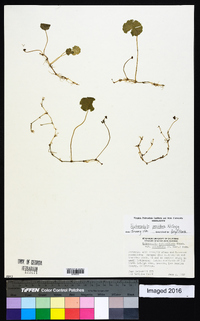 Hydrocotyle prolifera image