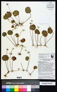 Hydrocotyle verticillata image