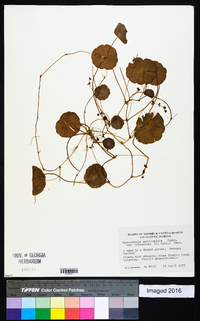 Hydrocotyle verticillata image